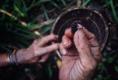 Edible Plants Insects Wilderness