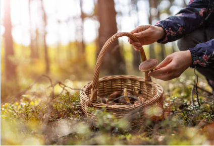 Edible Plants Wilderness